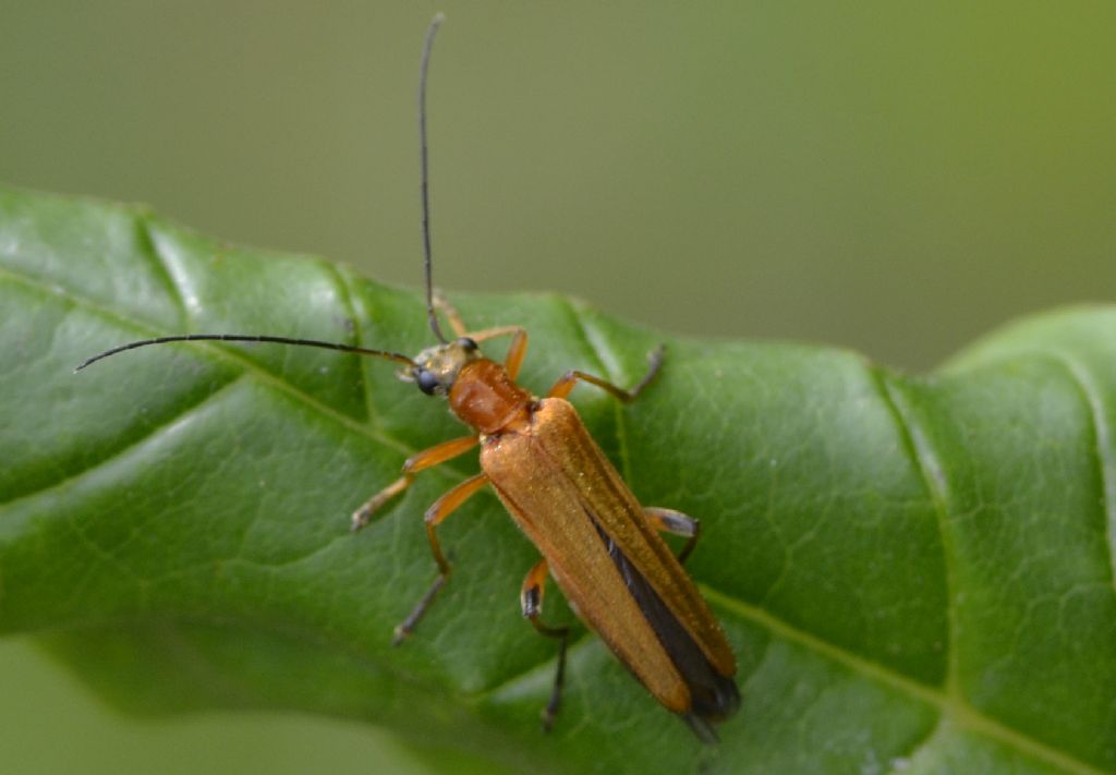 Oedemera podagrariae